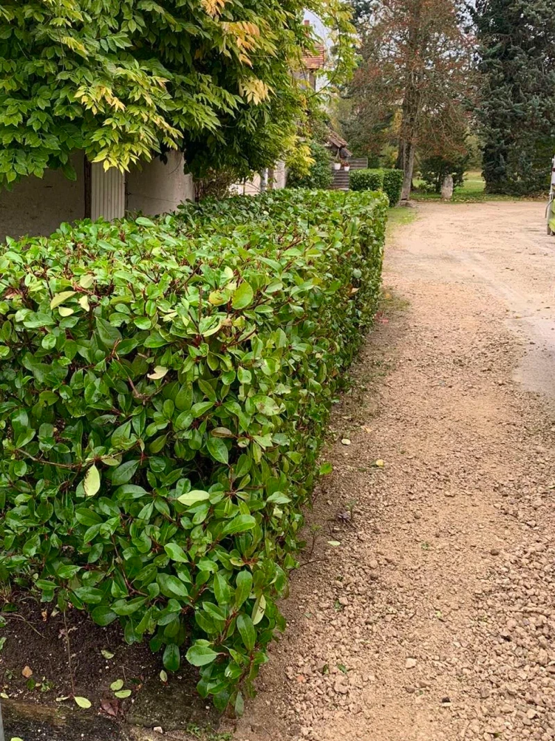 Entretien d'une haie taillée bordant une allée en gravier