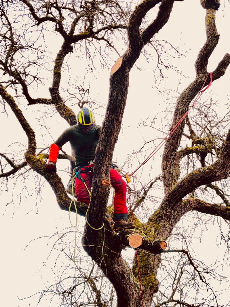 Arboriste-grimpeur réalisant un élagage en hauteur avec harnais et cordes
